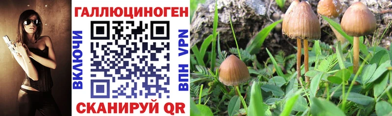 Купить закладки Гусиноозёрск Псилоцибиновые грибы Psilocybine cubensis